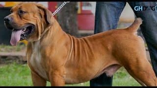 SABBS/BBAG Boerboel Zoom Appraisal 2020