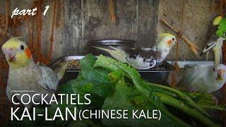 Cockatiels and Kai-lan (Gai lan/Chinese Kale) Part 1