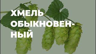 Хмель обыкновенный - полезные свойства, в народной медицине / Захар Травник