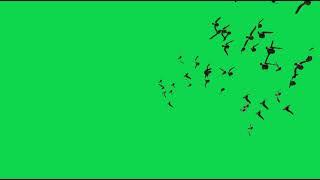 Birds Flying Green Screen HD Video Effect