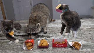 My pet raccoon and cats try chicken nuggets for the first time!