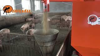 Newest Automatic Pig Feeder sale most popular pig farming equipment