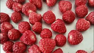 How to Freeze Dry Strawberries, Fruit, Vegetables | Freeze Drying Food Process | KEMOLO Freeze Dryer