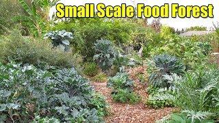 How To Maximize Production On A Small Scale Food Forest Design