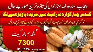 wheat rate punjab | Munji rate | chana price today | wheat today | moong rate | cotton price latest