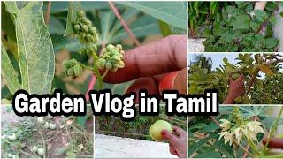 Garden tour in tamil /Garden Tour