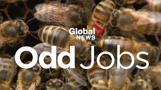 Odd Jobs: Beekeeper