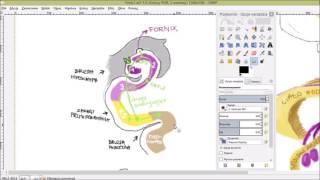 Neuroanatomia - Układ limbiczny 1: Hipokamp, sklepienie, krąg Papeza