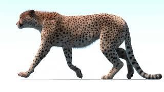 Cheetah Animated 3D Model Walk Cycle | PROmax3D