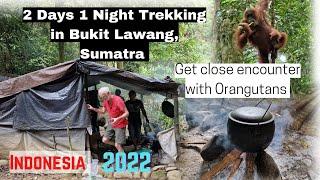Orangutan trekking Sumatra what to expect
