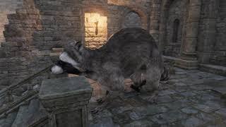 Raccoon attached to Ball & Chain in Lordenfel Dungeons