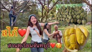 สไภ้ไทยปีนต้นไม้ช้อมตัดทุเรียน2 มีนาคม 2568