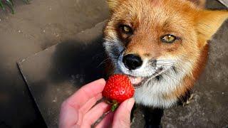 Adorable Foxes Eating Strawberry (slow motion eating)