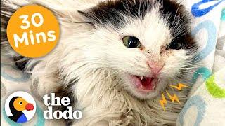 30 Minutes Of Our Favorite Feel-Good Animal Stories | The Dodo