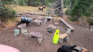 Grizzly encounter in Glacier backcountry