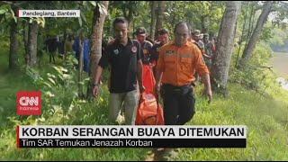 Korban Serangan Buaya di Pandeglang Ditemukan