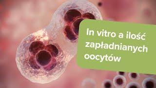 In vitro a ilość zapładnianych komórek jajowych