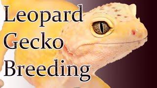 Leopard Gecko Breeding | How To Breed Leopard Geckos In 2020