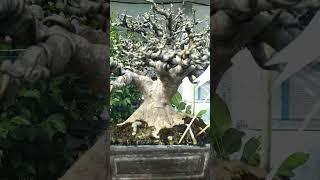 bonsai anting putri besten#pamlokpurwodadi