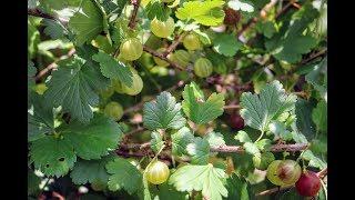 All About the Gooseberry: A Wonderful Fruit