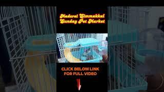 மதுரை சிம்மக்கல் Sunday pets market | Exotic Pets |  #madurai  #pets  #madurai2madras