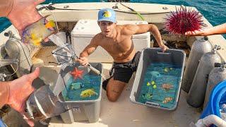 Catching EXPENSIVE FISH For SALTWATER AQUARIUM!! ￼