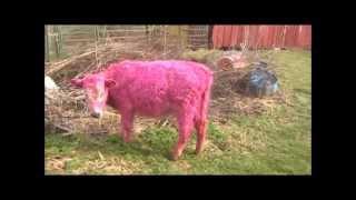 operation pink cow.wmv