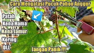 Cara Mengatasi Pucuk Pohon Anggur Yang Bermasalah‼️