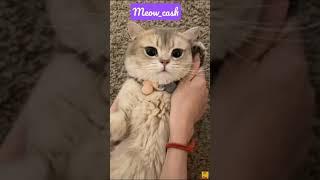 Meow phone  Meow cash #meow_cash