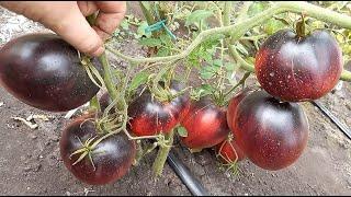 Этот томат будете собирать ведрами, не болеет, дает много урожая, вкусный, сладкий, полезный