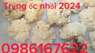 Trứng ốc nhồi 2024 đầu mùa giá công khai cho anh em miền Bắc 0986167622