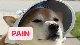 Grumpy Shiba Forced to Walk With Cute Hat