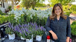 Planting Colorful Perennial Phlox & Veronica!  // Garden Answer