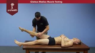 Adductor Magnus Muscle Test Palp Dr VIzniak Muscle Manual