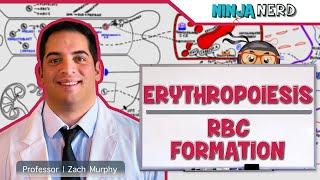 Hematology | Erythropoiesis: Red Blood Cell Formation: Part 1
