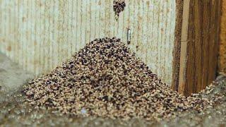 Living Akamai: Termites in Hawaii