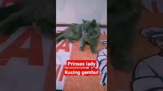 kucing gembul#shorts #kucinggembul