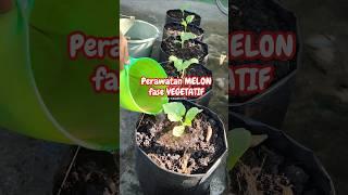 PERAWATAN TANAMAN MELON FASE VEGETATIF