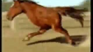 Retarded Running Horse.......ORIGINAL......