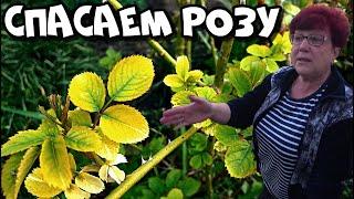 Как спасти розу? Лечение розы от всего сразу!