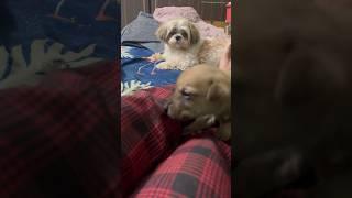 Ma penny reaction #telugu #vlogs #vlogging #vlogger #doglover #dog #doglovers