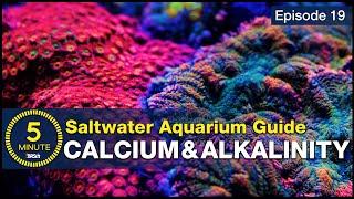 The Cool Part of Reefing. Calcium, Alkalinity & Growing Corals in the Aquarium - A Beginner’s Guide