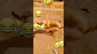 Which one is  DOG there, #funny #funnyvideo #funnyshorts #trending #shorts #shortsfeed #funnyshorts