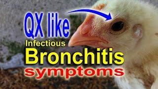 Infectious Bronchitis in Broiler Chickens & Laying Hens, Symptoms variant IB QX Like virus