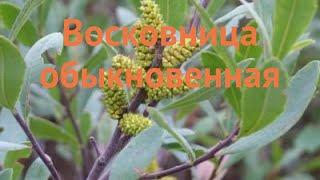 Восковница обыкновенная (myrica gale)  восковница обзор: как сажать саженцы восковницы