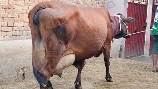 jarsi shaiwal cross cow for sale in Pakistan 11/06/2024