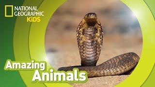 Cobra  | Amazing Animals