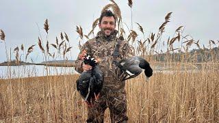 Sea Duck Hunting Cape Cod - 3 Man Limit!