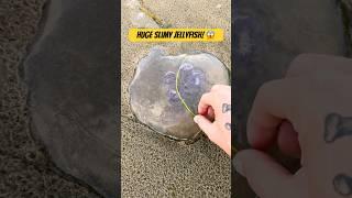 Rescuing Huge Slimy Moon Jellyfish #shorts