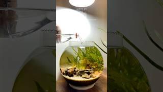 Easiest Planted Shrimp Bowl Setup You'll Love! 